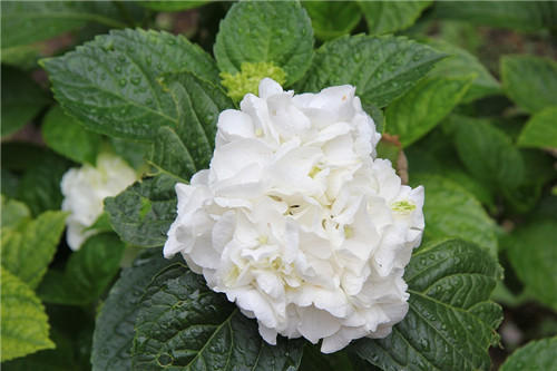 聊聊醫(yī)療器械臨床評(píng)價(jià)！同品種途徑臨床評(píng)價(jià)的重難點(diǎn)分析(圖3)